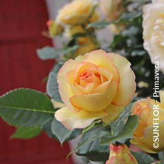 ©SUNFLOR - Primavera